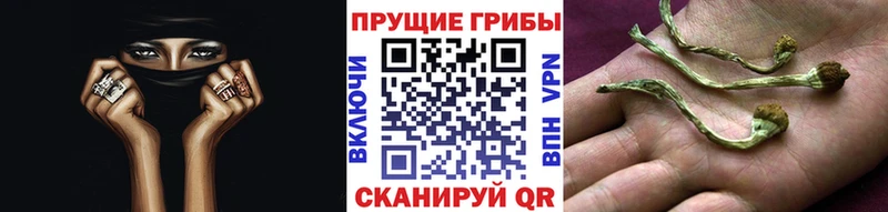 KRAKEN как зайти Чухлома Псилоцибиновые грибы Cubensis